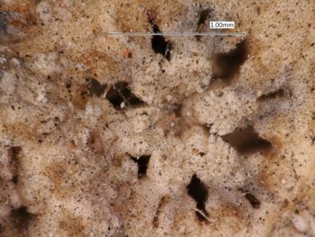 Media type: image; Invertebrate Zoology OPH-2492